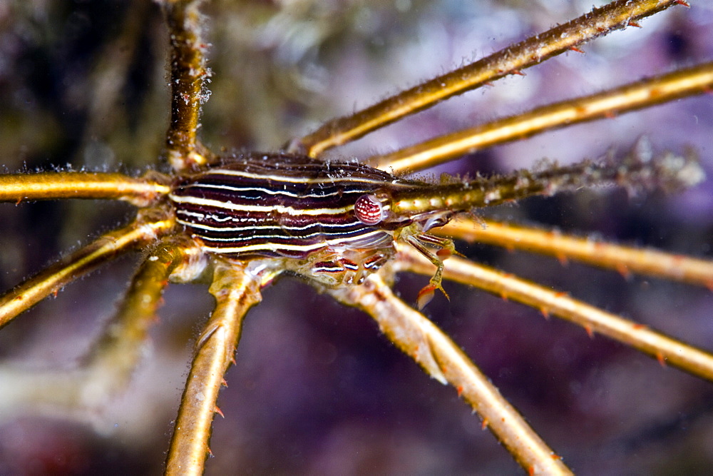 Yellowline arrow crab (Stenorhynchus seticornis), St. Lucia, West Indies, Caribbean, Central America