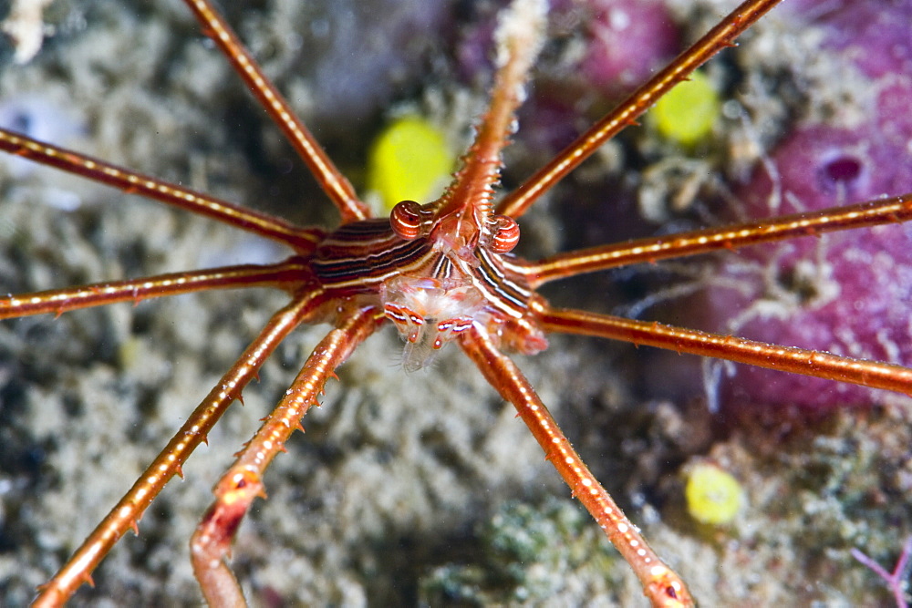 Yellowline arrow crab (Stenorhynchus seticornis), St. Lucia, West Indies, Caribbean, Central America