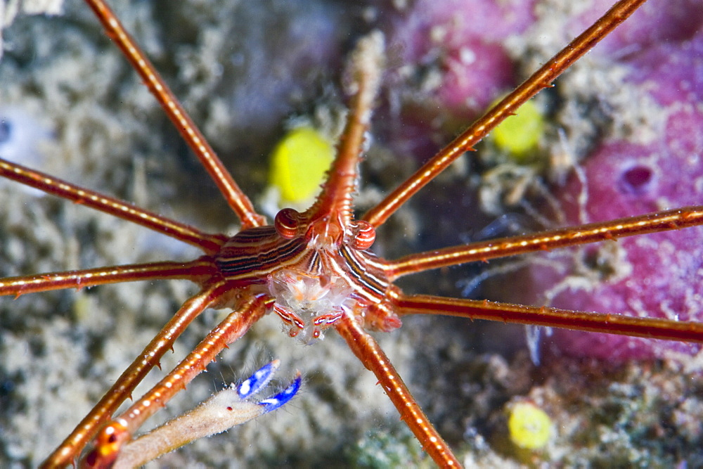 Yellowline arrow crab (Stenorhynchus seticornis), St. Lucia, West Indies, Caribbean, Central America