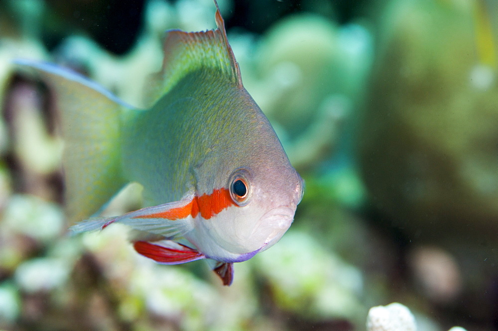 Threadfin anthias (Pseudanthias huchti) male, Sulawesi, Indonesia, Southeast Asia, Asia