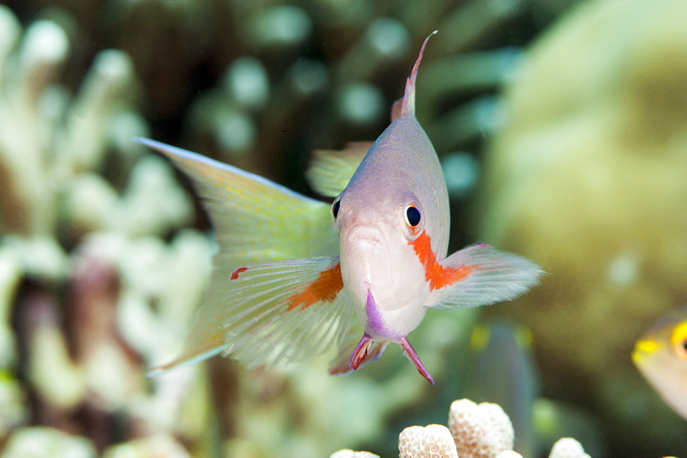 Threadfin anthias (Pseudanthias huchti) male, Sulawesi, Indonesia, Southeast Asia, Asia