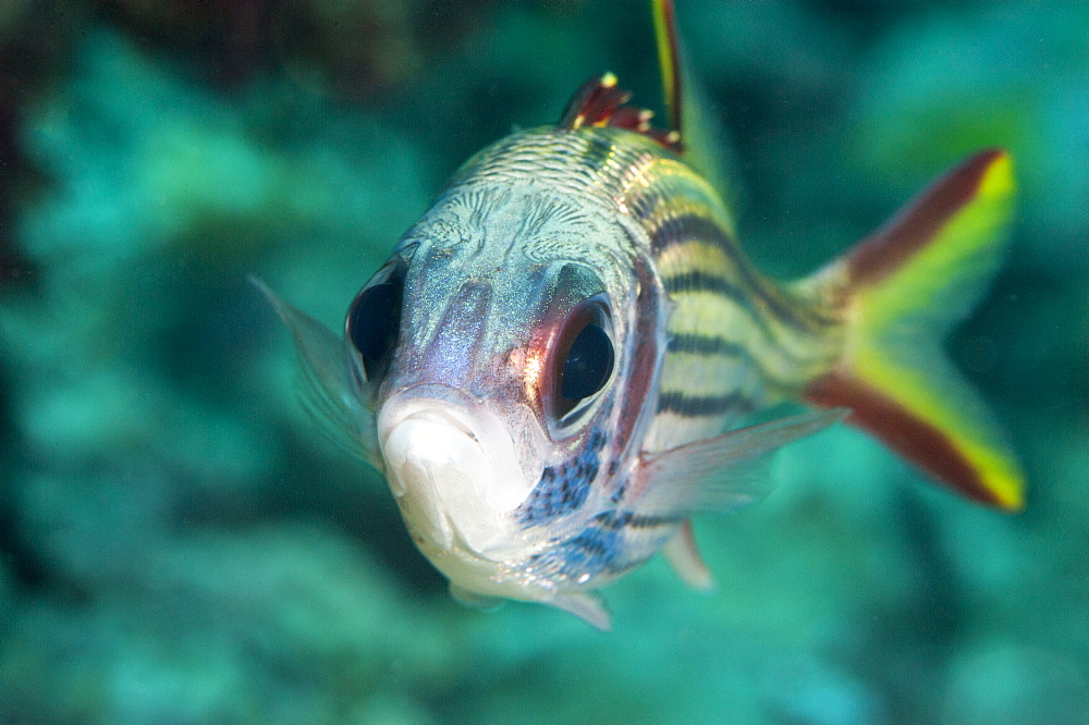 Redcoat squirrelfish (Sargocentron rubrum), Sulawesi, Indonesia, Southeast Asia, Asia