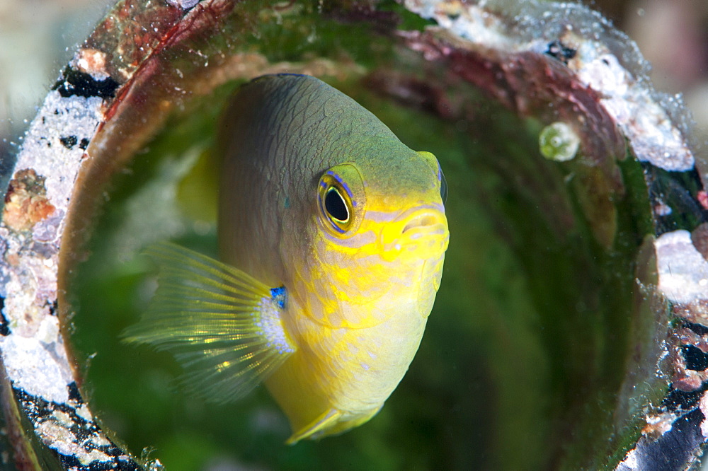 Golden damsel fish (Amblyglyphidodon aureus) in a coral encrusted bottle, Sulawesi, Indonesia, Southeast Asia, Asia