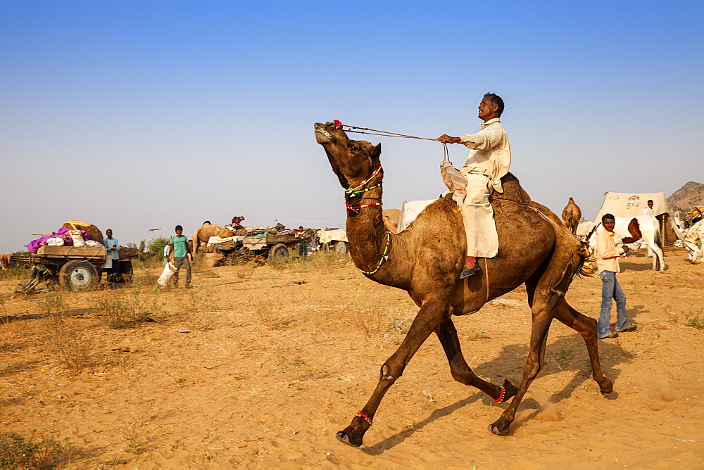 Pushkar Camel Fair, Pushkar, Rajasthan, India, Asia