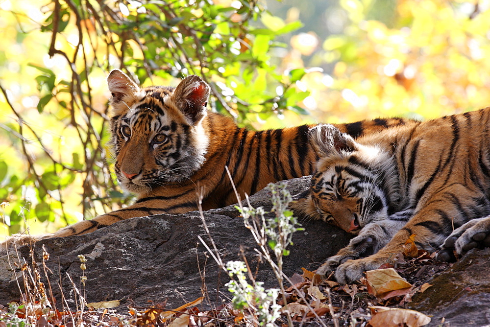 Bengal tiger (Panthera tigris tigris), Bandhavgarh National Park, Madhya Pradesh, India, Asia 