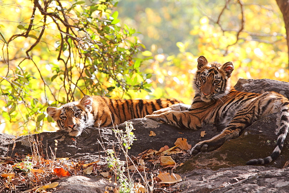 Bengal tiger, Panthera tigris tigris, Bandhavgarh National Park, Madhya Pradesh, India