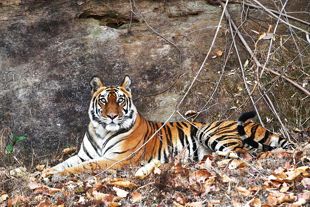 Bengal tiger, Panthera tigris tigris, Bandhavgarh National Park, Madhya Pradesh, India