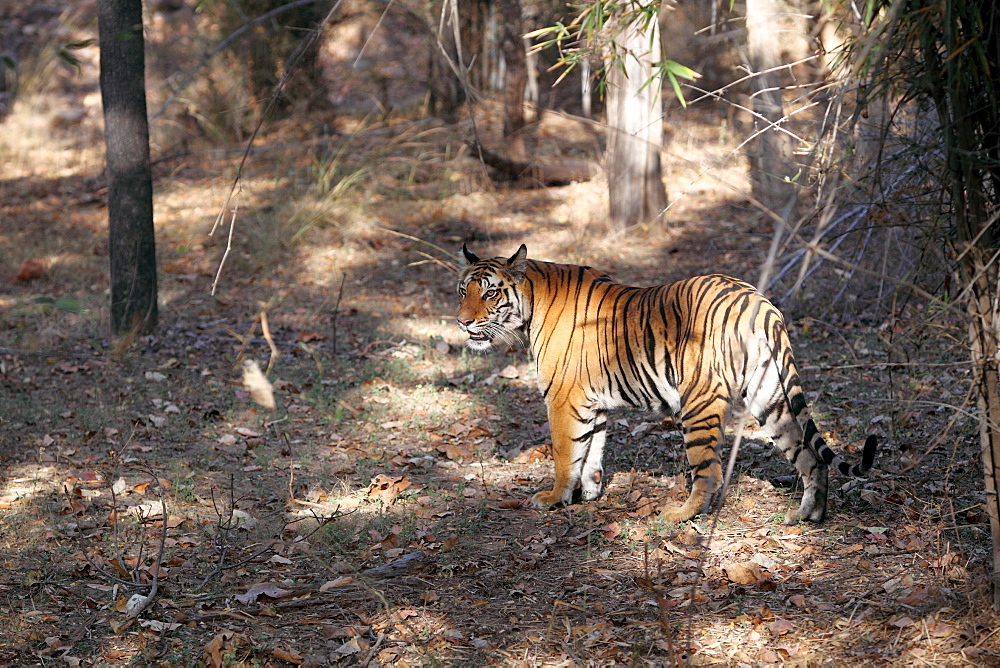 Bengal tiger, Panthera tigris tigris, Bandhavgarh National Park, Madhya Pradesh, India