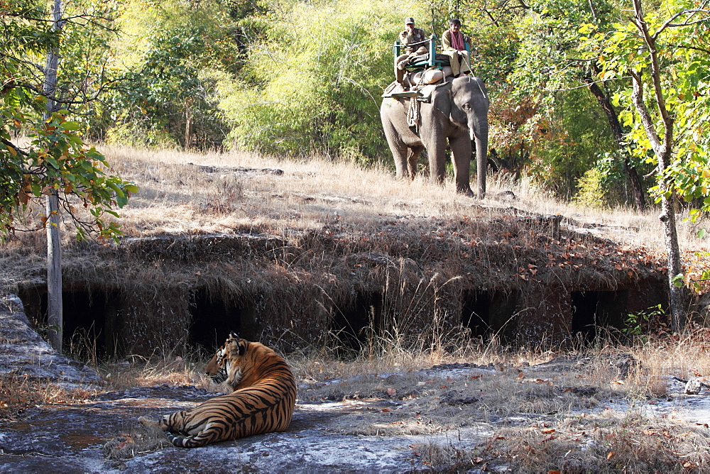 Bengal tiger, Panthera tigris tigris, Bandhavgarh National Park, Madhya Pradesh, India