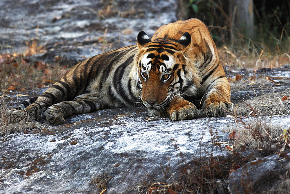 Wild Bengal tiger (Panthera tigris tigris), Bandhavgarh Tiger Reserve, Madhya Pradesh, India, Asia