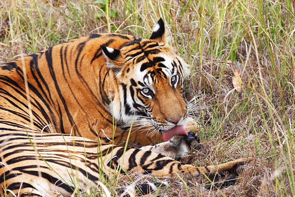 Wild Bengal tiger (Panthera tigris tigris), Bandhavgarh Tiger Reserve, Madhya Pradesh, India, Asia