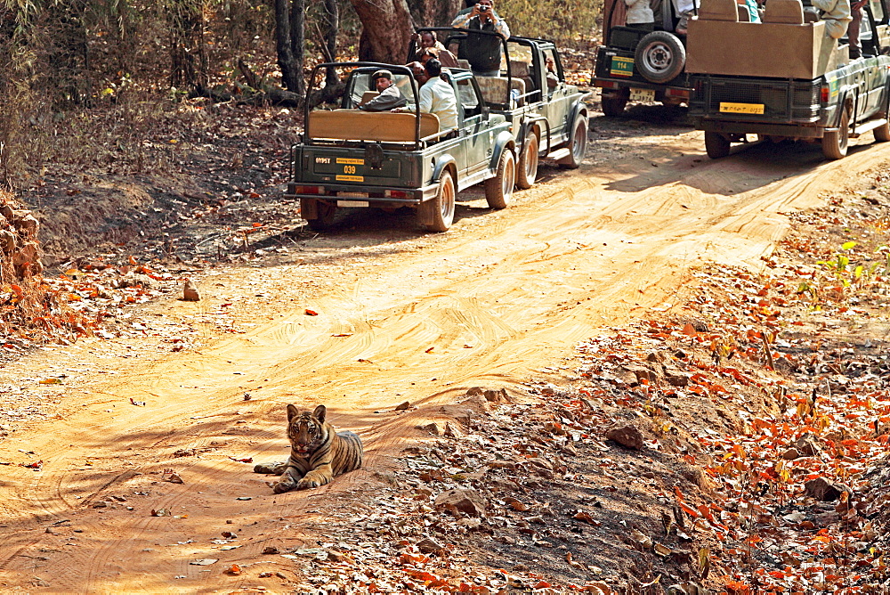 Wild Bengal tiger (Panthera tigris tigris), Bandhavgarh Tiger Reserve, Madhya Pradesh, India, Asia