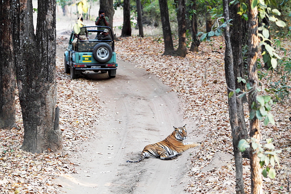 Wild Bengal tiger (Panthera tigris tigris), Bandhavgarh Tiger Reserve, Madhya Pradesh, India, Asia