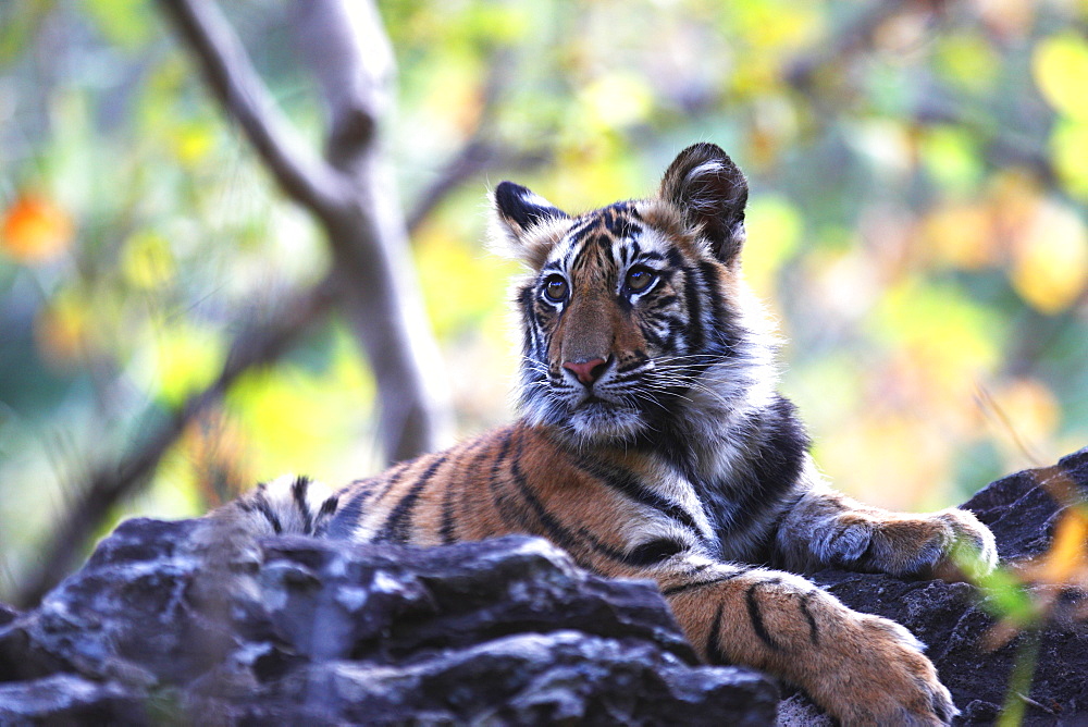 Bengal tiger, Panthera tigris tigris, Bandhavgarh National Park, Madhya Pradesh, India