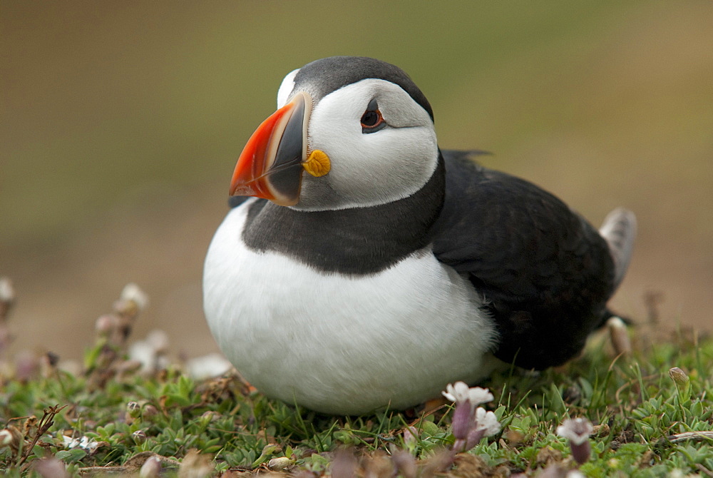 Puffin, Wales, United Kingdom, Europe