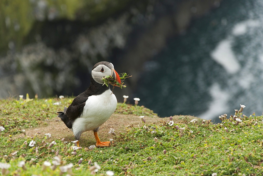 Puffin, Wales, United Kingdom, Europe