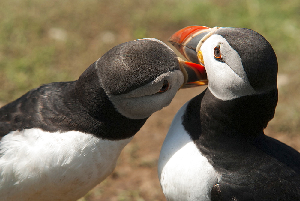 Two puffins billing, Wales, United Kingdom, Europe