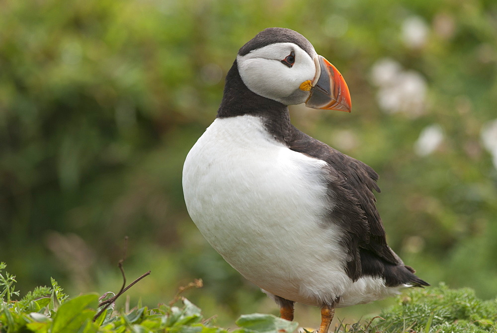 Puffin, Wales, United Kingdom, Europe