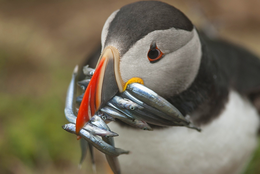 Puffin with sand eels in beak, Wales, United Kingdom, Europe