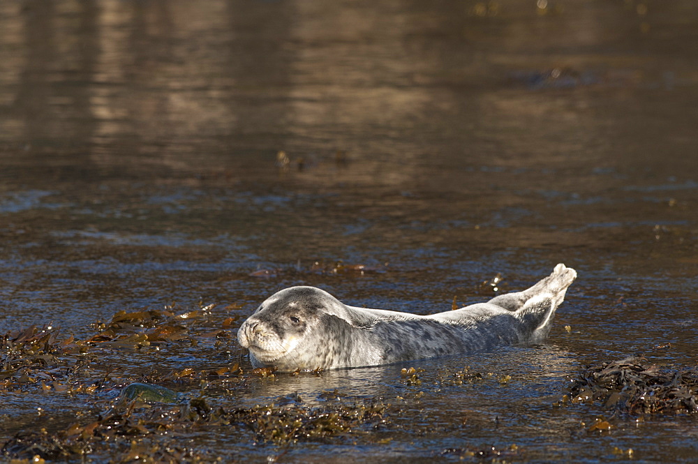 Atlantic grey seal (Halichoerus grypus) pup, Martins Haven, Pembrokeshire, Wales, United Kingdom, Europe