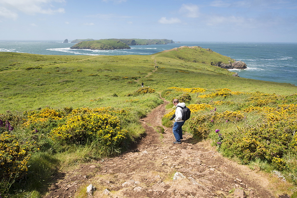 Deer Park and Skomer Island, Marloes Peninsula, Pembrokeshire, Wales, United Kingdom, Europe 