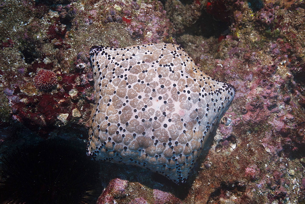 Pincushion Sea Star (Culcita novaeguineae), Mozambique, Africa 