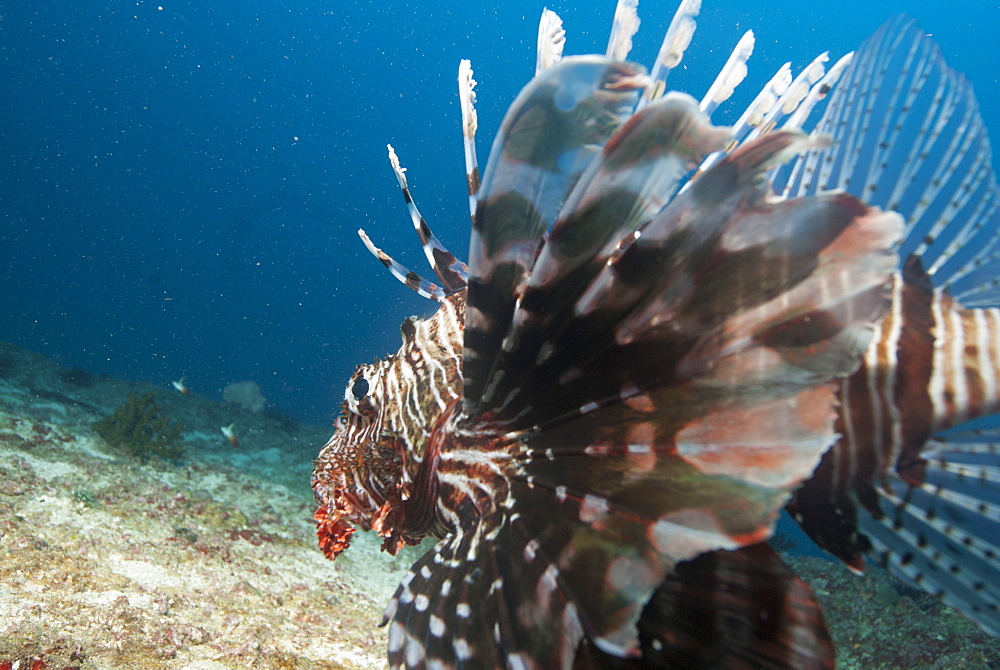 Lionfish, Mozambique, Africa