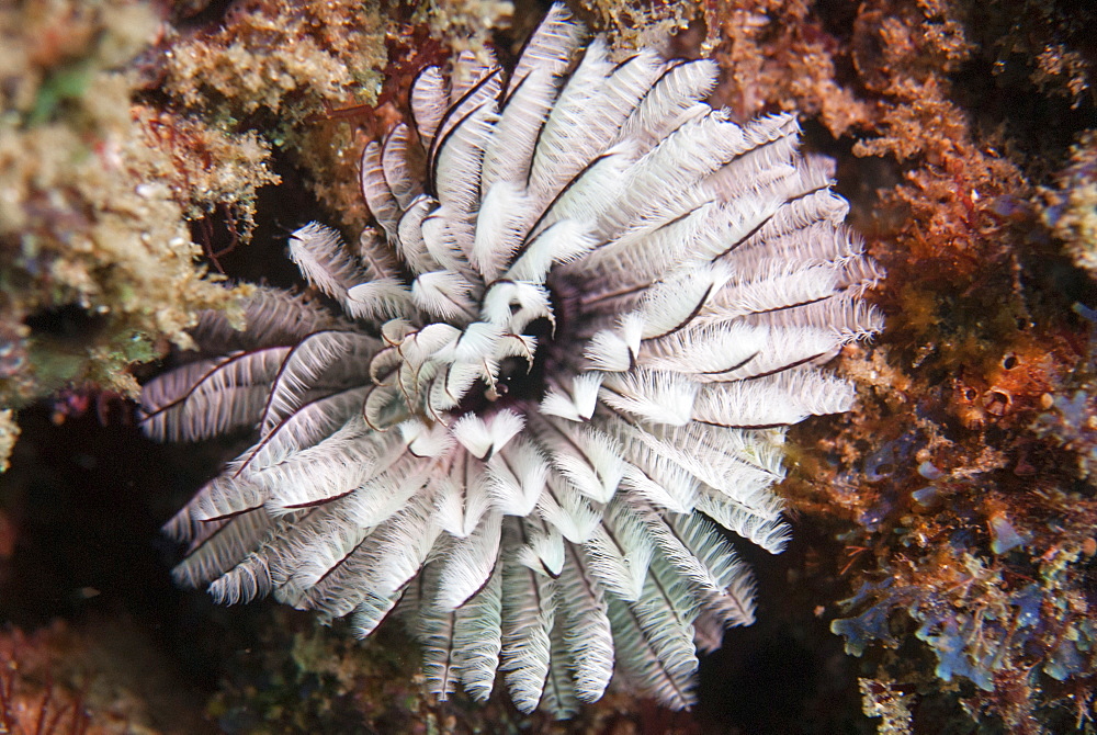 Fan worm, Mozambique, Africa