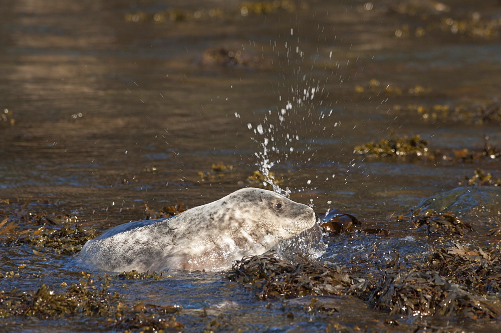 Atlantic grey seal (Halichoerus grypus) pup, Martins Haven, Pembrokeshire, Wales, United Kingdom, Europe