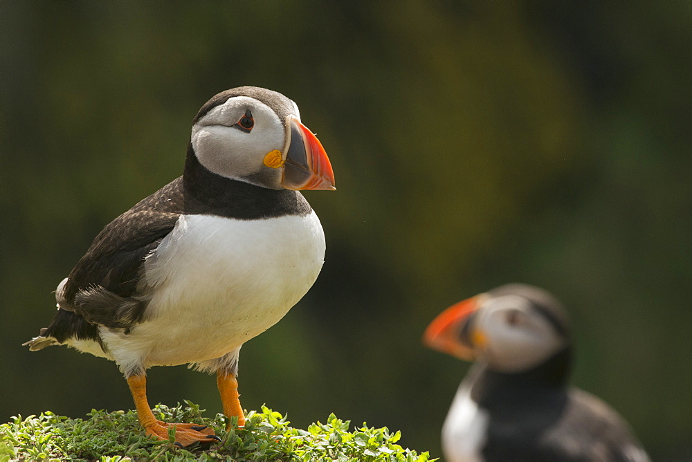 Puffin, Skomer Island, Pembrokeshire, Wales, United Kingdom, Europe