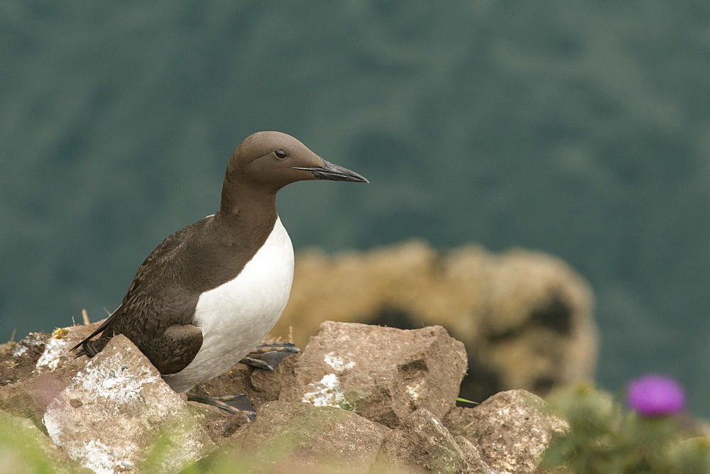 Guillemot on Skomer Island, Pembrokeshire, Wales, United Kingdom, Europe