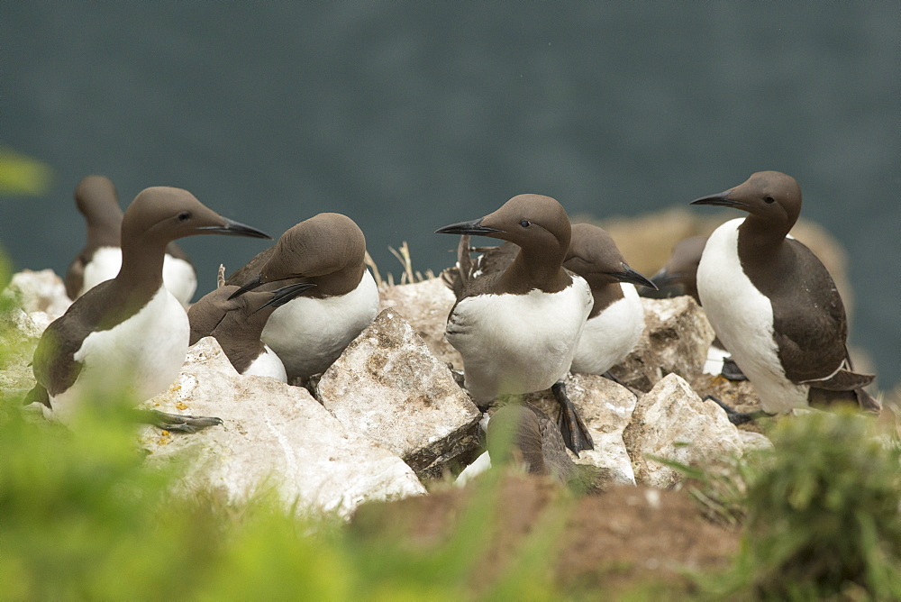 Guillemots on Skomer Island, Pembrokeshire, Wales, United Kingdom, Europe