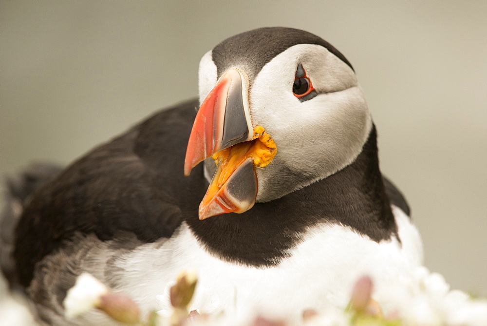 Puffin with gaping beak, Wales, United Kingdom, Europe