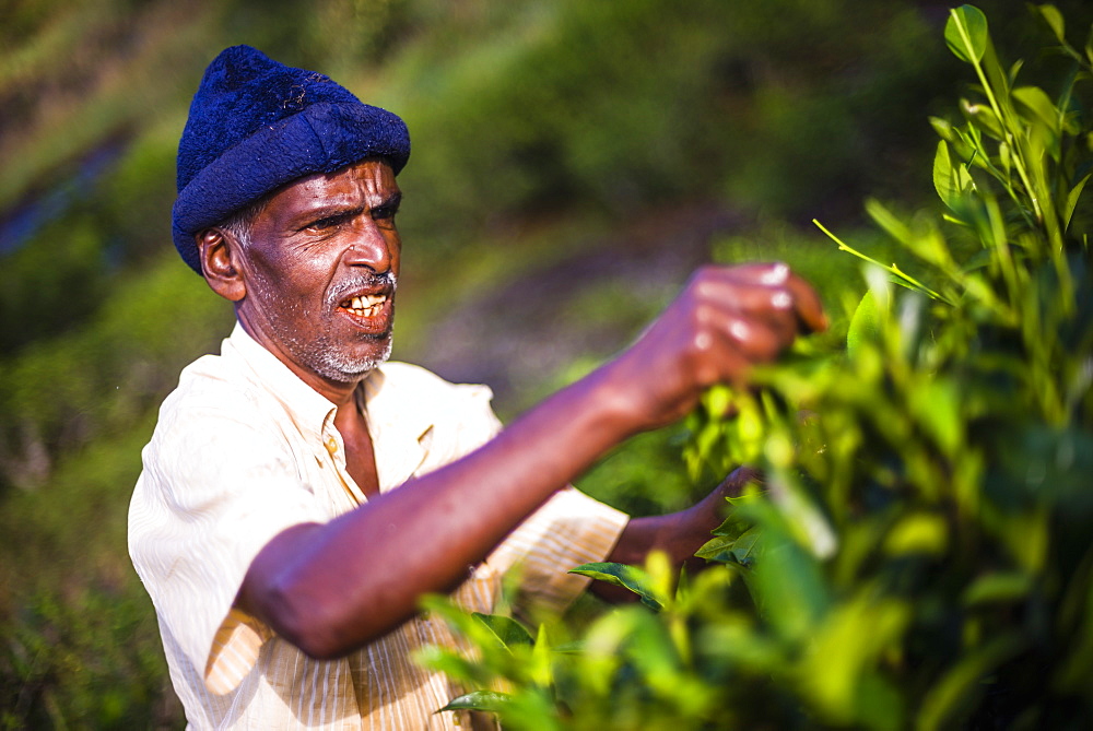 A male tea picker picking tea in the Sri Lanka Central Highlands, Tea Country, Sri Lanka, Asia