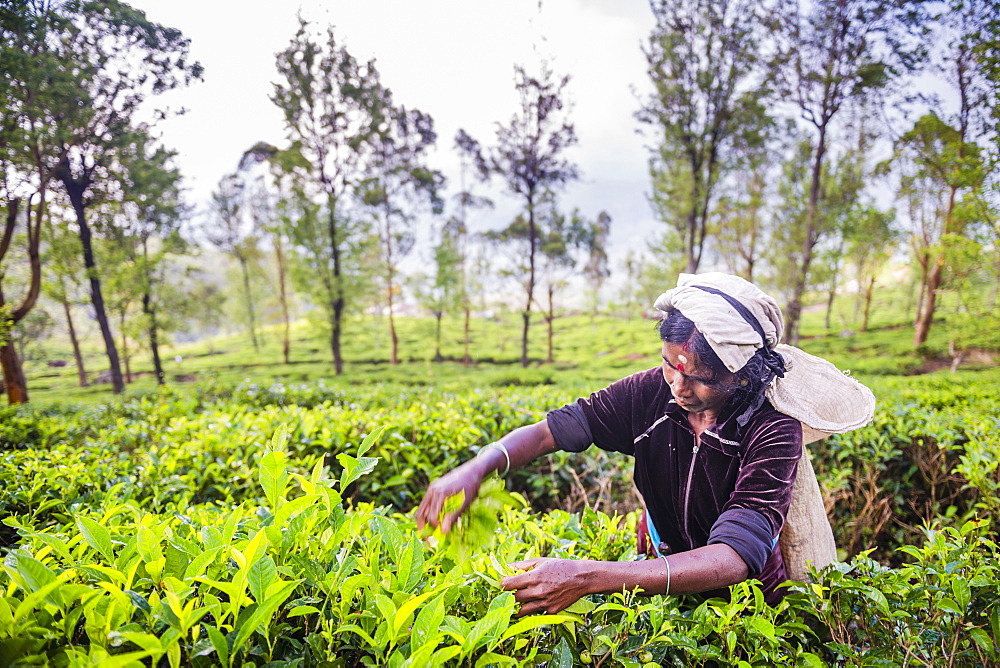 Sri Lanka tea plantation, a tea picker picking tea in the Sri Lanka Central Highlands, Tea Country, Sri Lanka, Asia 