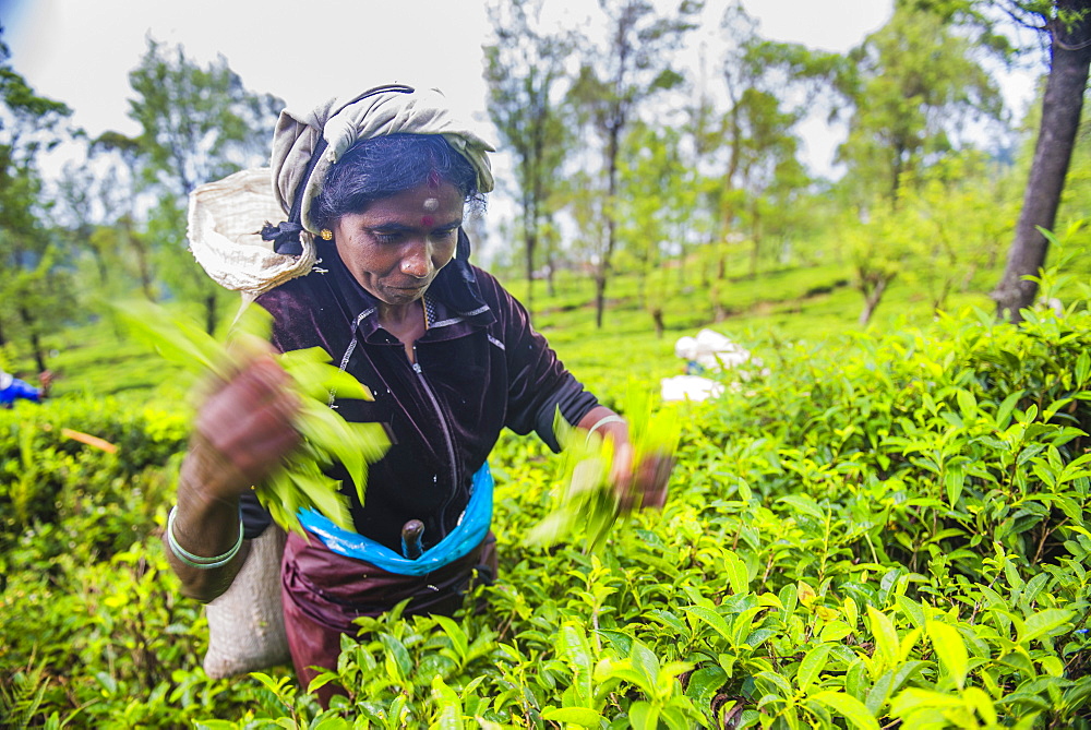 Tea picker plucking tea in a tea plantation in the Sri Lanka Central Highlands and Tea Country, Sri Lanka, Asia 