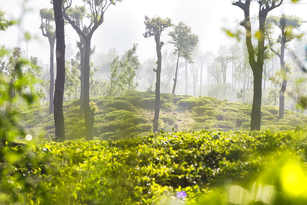 Sunrise at tea plantations, Haputale, Sri Lanka Hill Country, Nuwara Eliya District, Sri Lanka, Asia 