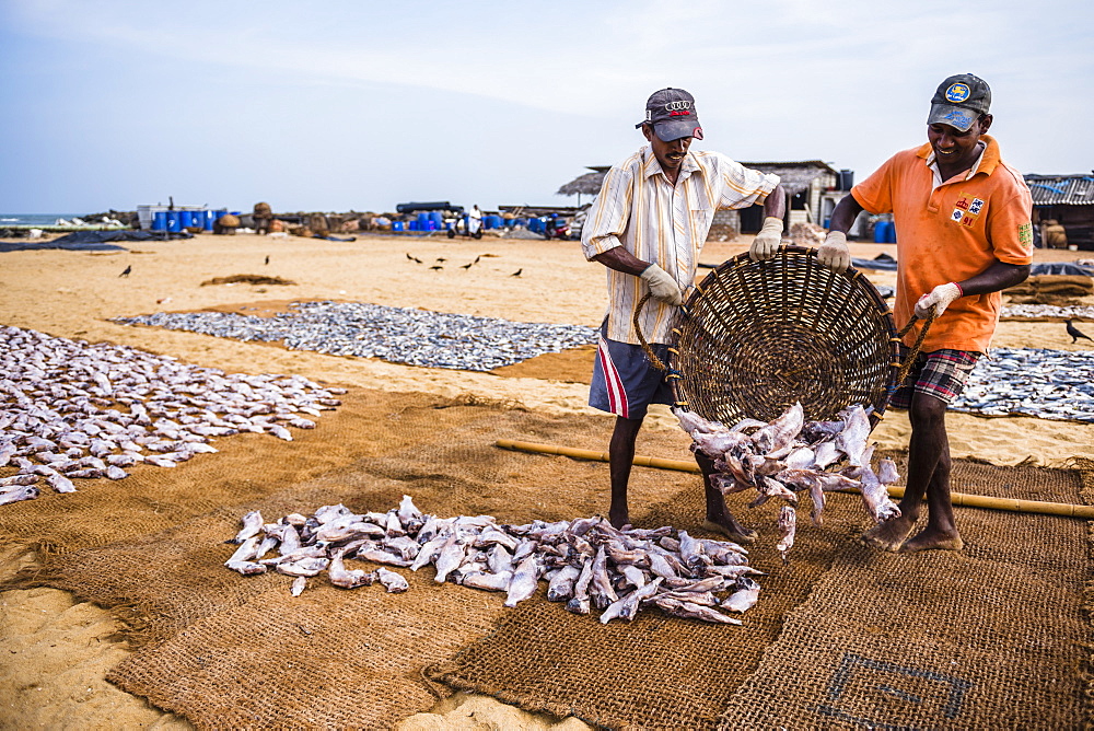 Negombo fish market (Lellama fish market), fishermen working, Negombo, West Coast, Sri Lanka, Asia 