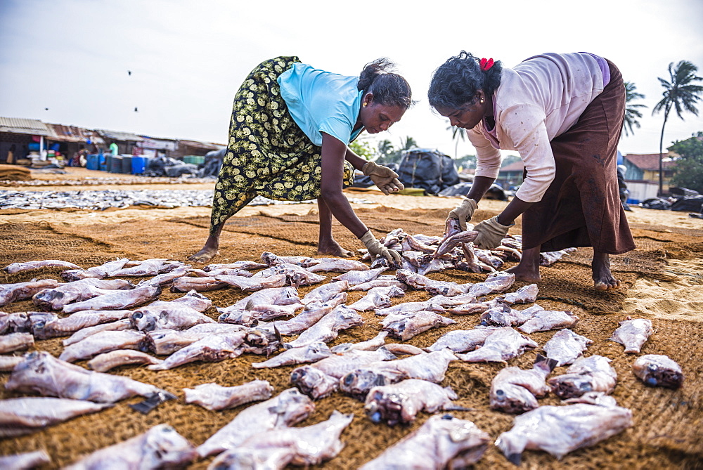 Women working in Negombo fish market (Lellama fish market), Negombo, West Coast, Sri Lanka, Asia 