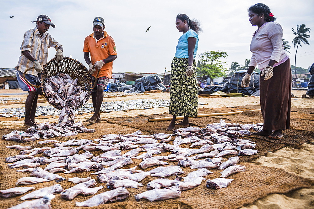 Workers in Negombo fish market (Lellama fish market), Negombo, West Coast, Sri Lanka, Asia 