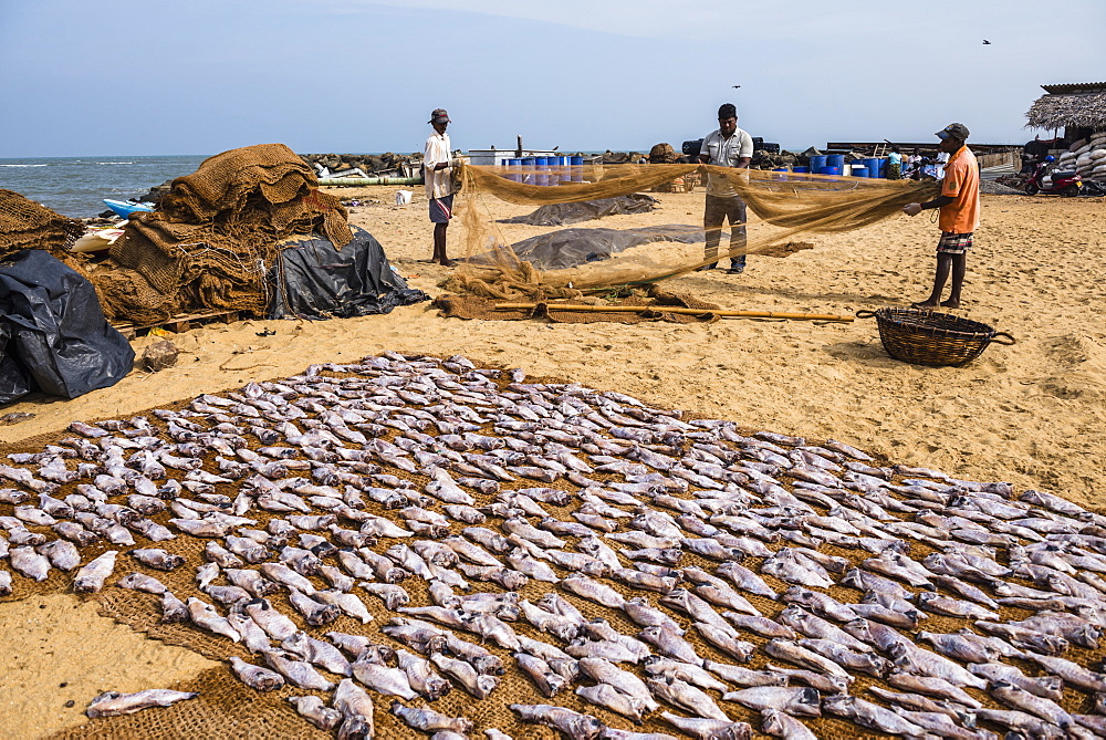 Fishermen drying out fishing nets in Negombo fish market (Lellama fish market), Negombo, West Coast, Sri Lanka, Asia 