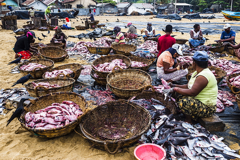 Negombo fish market (Lellama fish market), women gutting fish, Negombo, West Coast, Sri Lanka, Asia 