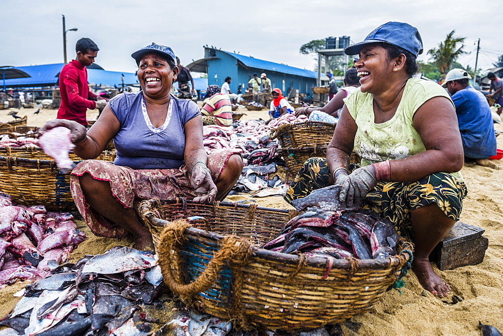 Negombo fish market (Lellama fish market), women gutting fish, Negombo, West Coast of Sri Lanka, Asia