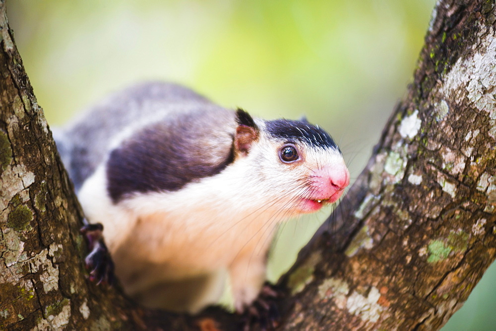 Grizzled giant squirrel (Ratufa macroura) at Sigiriya Rock Fortress, Sri Lanka, Asia 