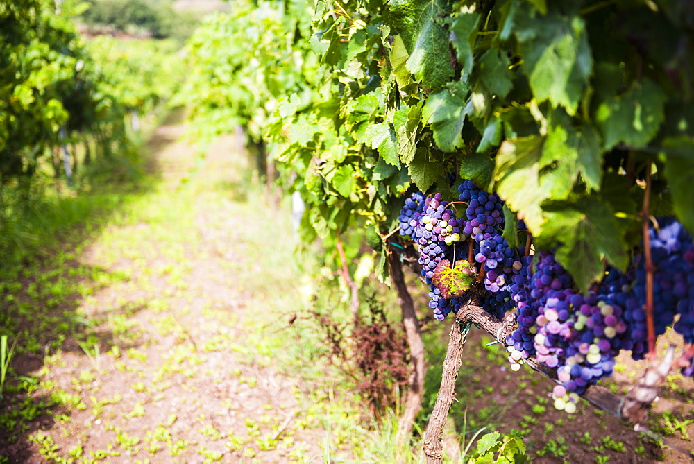 Grapes growing at a vineyard on Mount Etna, UNESCO World Heritage Site, Sicily, Italy, Europe 