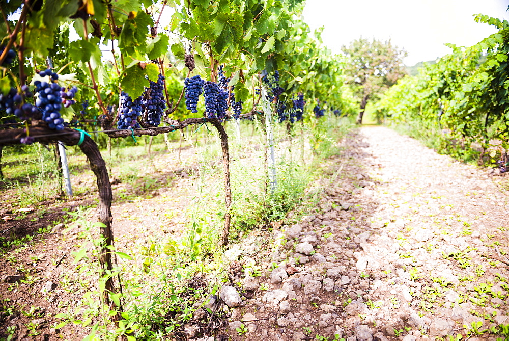 Red grapes at a vineyard on Mount Etna Volcano, UNESCO World Heritage Site, Sicily, Italy, Europe 