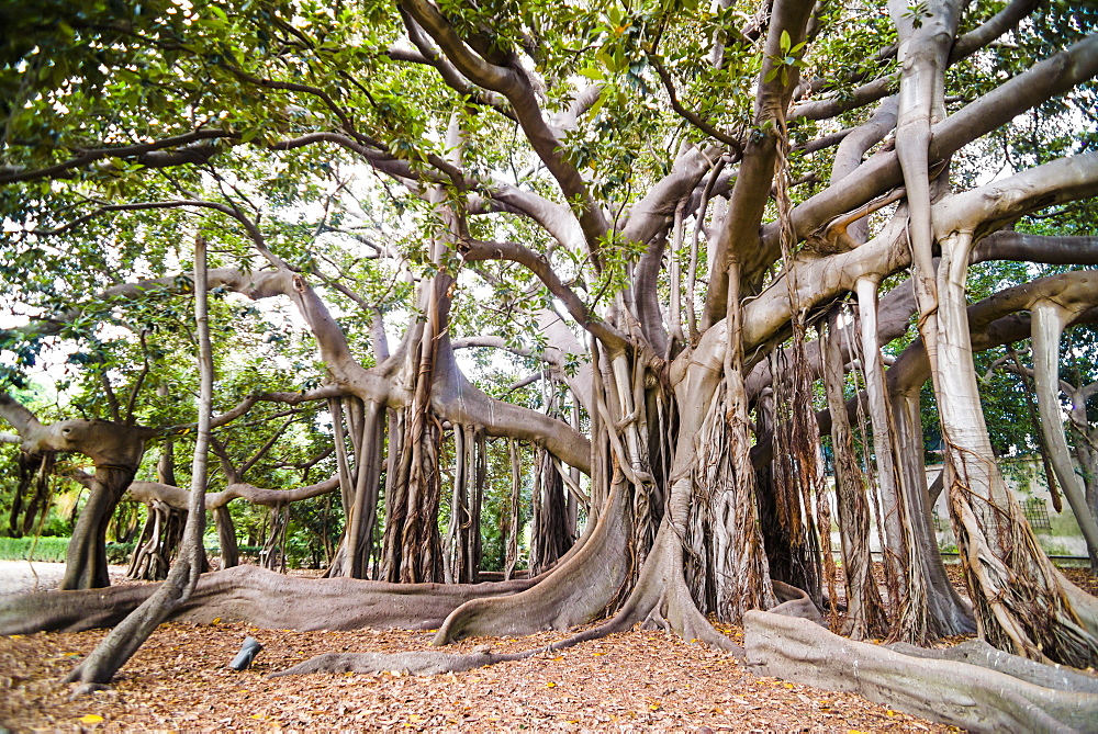 Large twisted roots of a Moreton Bay fig tree (banyan tree) (Ficus macrophylla), Palermo Botanical Gardens, Palermo, Sicily, Italy, Europe 