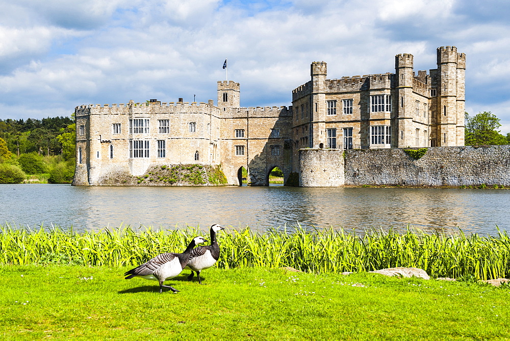 Geese at Leeds Castle, Maidstone, Kent, England, United Kingdom, Europe 