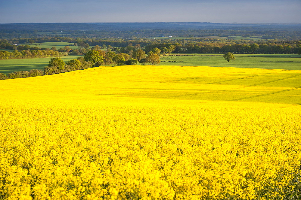 Rape field, Guildford, Surrey, England, United Kingdom, Europe 