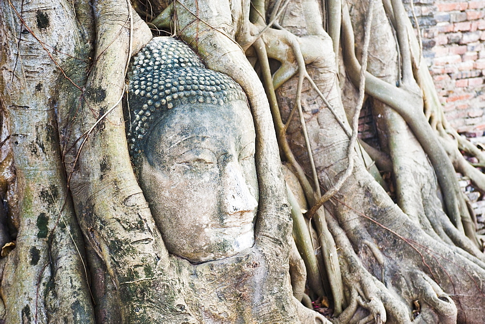 Large stone Buddha head in fig tree roots, Wat Mahathat, Ayutthaya City, UNESCO World Heritage Site, Thailand, Southeast Asia, Asia